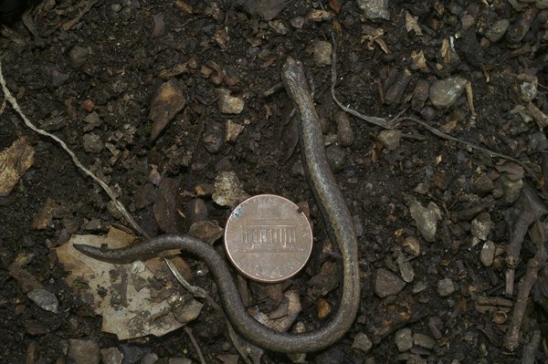 Equipements de musculation haut de gamme vs budget : une comparaison